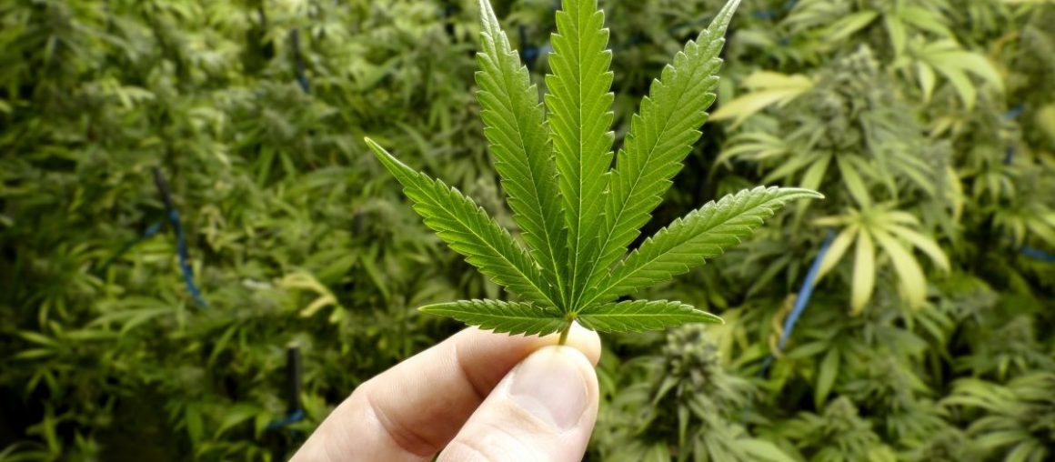 Cannabis referendum, cosa succede ora?