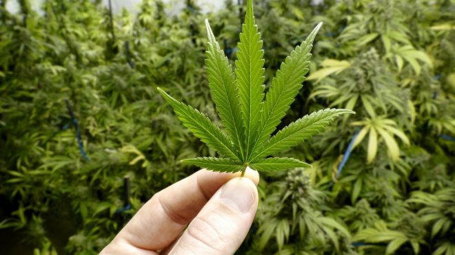 Cannabis referendum, cosa succede ora?